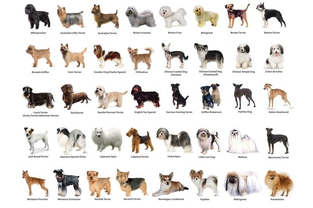 any kind of dog breed
