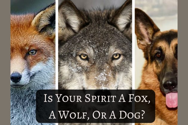 Is Your Spirit A Fox, A Wolf, or a Dog?