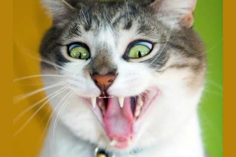 What Wild Rooted Breed Of Cat Are You