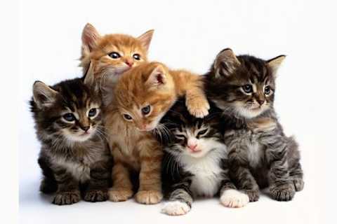 What Kind Of Cat Are You