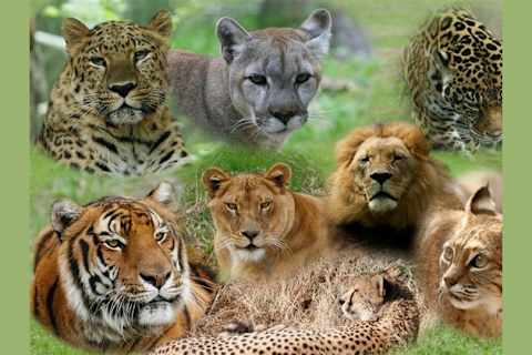 Which Big Cat Are You