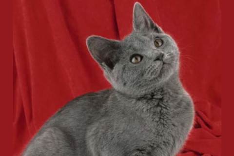 How Many Cat Breeds Do You Actually Know