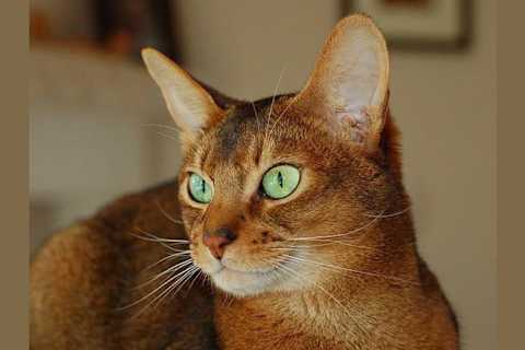 How Many Cat Breeds Do You Actually Know