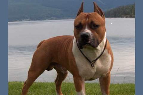 Poprobujte Ugadat Vse Porody Sobak