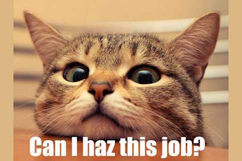 Find Out If You Re The Ultimate Cat Expert