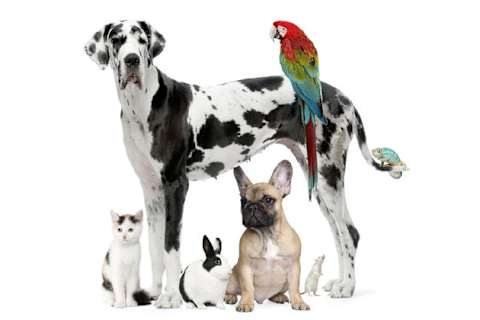 What Kind Of Pet Are You