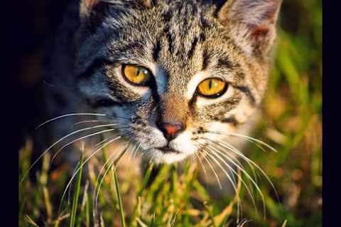 Find Out Your Warrior Cats Name