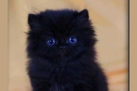 What Cat Are You