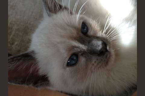 Which Cat Breed Are You