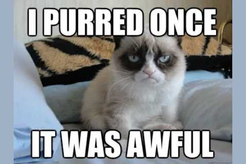 Which Cat Breed Is Your Personality