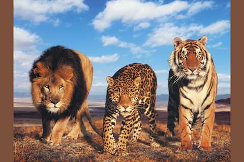 What Big Cat Are You Genus Panthera Ethology