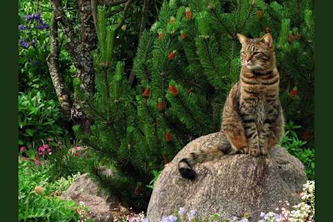 What Breed Of Cat Are You