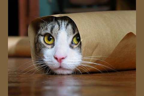 What Breed Of Cat Are You