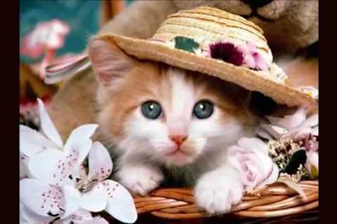 Which Cat Breed Are You
