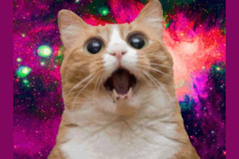 What Type Of Cat Are You