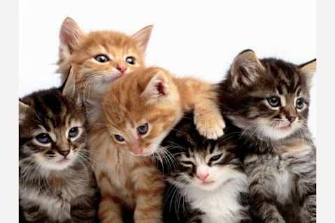 What Cat Breed Are You