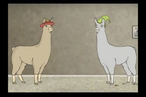 llamas with hats