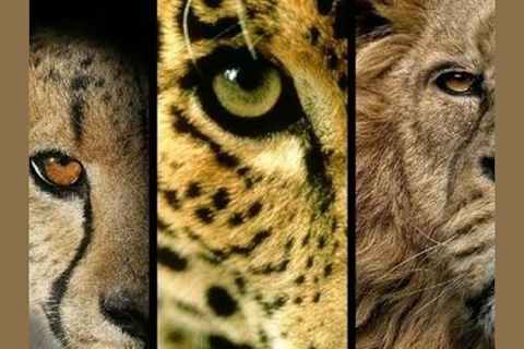 What Is Your Spirit Big Cat