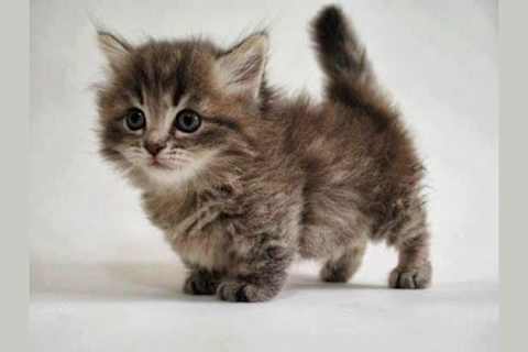 What Type Of Cat Would You Be In An Alternate Life