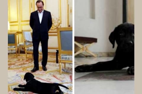 Les Hommes Politiques Et Leurs Animaux De Compagnie