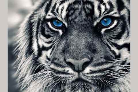 What Wild Cat Are You