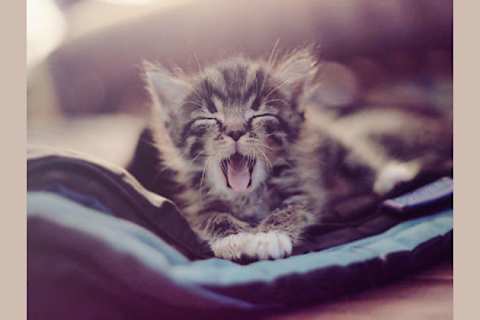 Which Cat Breed Are You