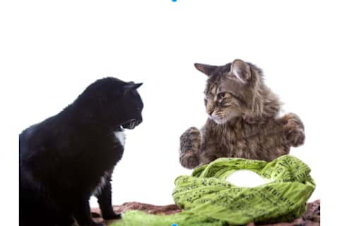 What Was Your Cat In Its Past Life