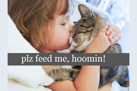 How Much Does Your Cat Really Love You
