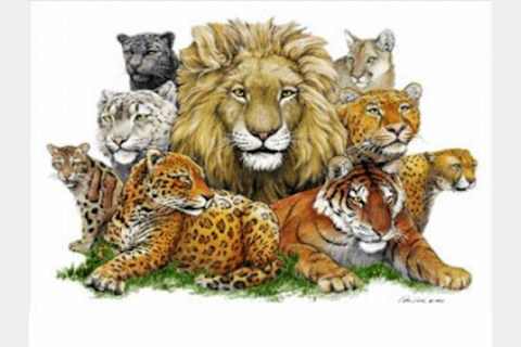 What Big Cat Are You