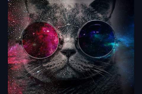 What Is The Absolute Perfect Cat Breed For You