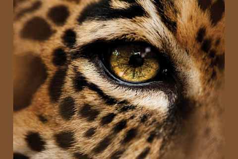 What Is Your Spirit Big Cat