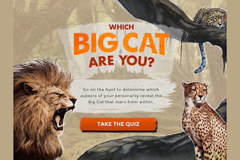 Which Big Cats Are You
