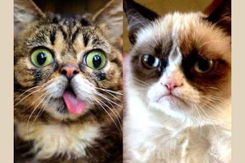 Are You Grumpy Cat Or Lil Bub