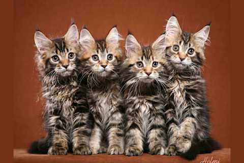 Which Cat Breed Should You Get