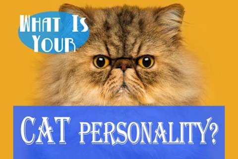 What Is Your Cat Personality
