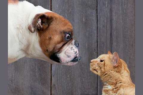 Cat Or Dog
