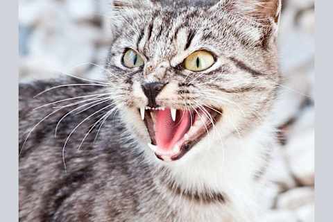 What Warrior Cat Are You