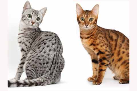 How Well Do You Know Your Cat Breeds