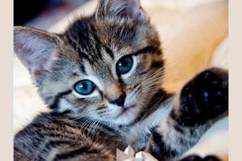 What Type Of Cat Are You