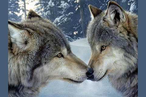 What Kind Of Wolf Are You?