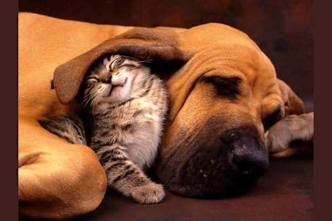 Are You A Cat Person Or A Dog Person