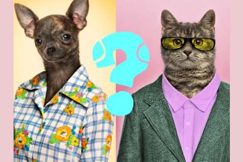 Is Your Brain More Cat Or Dog