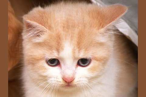 Are You A Cat Or A Dog