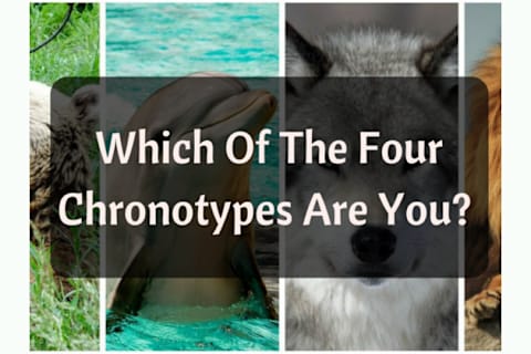 Which Of The Four Chronotypes Are You