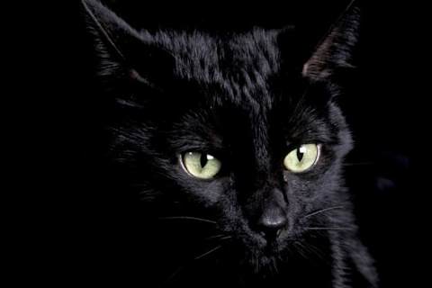 Your Cat Appearance