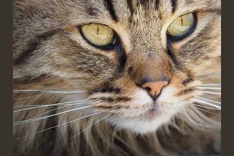 What Kind Of Cat Personality Are You