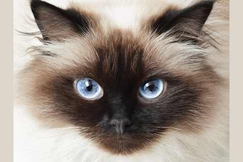 Which Rare Cat Breed Is Your Kitty Spirit Animal