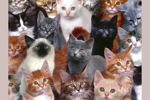 What Breed Of Cat Are You