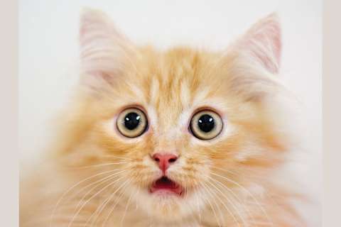 Who Were You And How Did You Die In A Past Cat Life