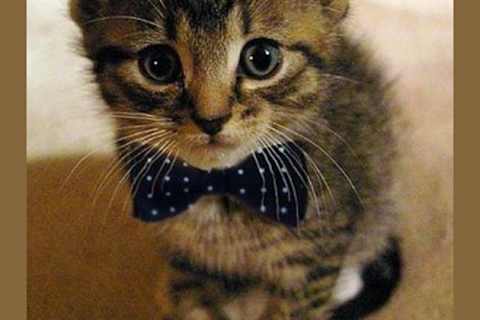 If You Were A Cat What Would You Look Like